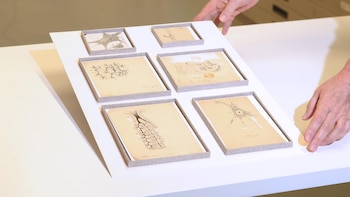 Descubren seis dibujos originales de