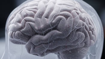 Prueban en humanos una “hibernación farmacológica” para limitar el daño cerebral tras un ACV isquémico