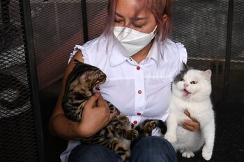 Un animal de compañía no