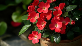 Se estima que existen más