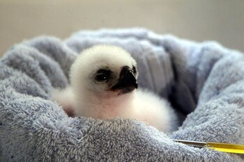 Foto de archivo. Una cría