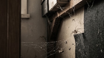Araña violinista marrón clara en un rincón doméstico oscuro y polvoriento, cerca de una telaraña irregular con insectos atrapados.