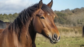 Caballo Waler: el valiente equino