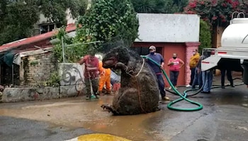 Un peluche de una rata