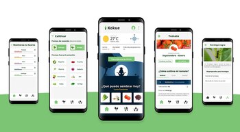 Kokue tiene información sobre cultivos,