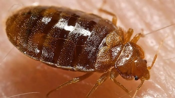 Estos son algunos “trucos” caseros