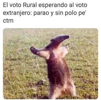 Un animal peludo marrón, similar a una marmota, de pie sobre sus patas traseras con los brazos extendidos en un campo de hierba; texto superior visible