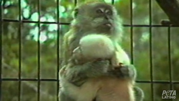 Un mono adulto de pelaje marrón claro y gris sostiene a un mono bebé de pelaje blanco y rosado, ambos detrás de barrotes metálicos, con fondo verde