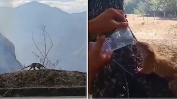Afectaciones de los incendios forestales en Nariño y Tolima: un oso hormiguero y un zorro de monte fueron vistos fuera de su hábitat natural tras la emergencia