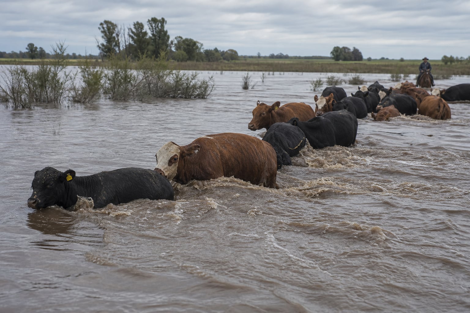La crecida de los ríos por el fenómeno de El Niño pone en riesgo a más de 900.000 vacas en la región del Litoral (Imagen Ilustrativa Infobae)