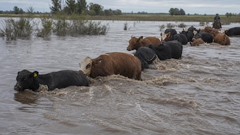 Vacas nadando y terneros en canoa: el efecto de “El Niño Godzilla” y su posible incidencia sobre el precio de la carne