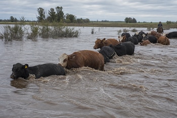 Varios bovinos avanzan en fila por aguas marrones en un campo anegado, con un jinete a caballo y árboles en el fondo.