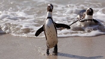 Las abejas habrían picado a