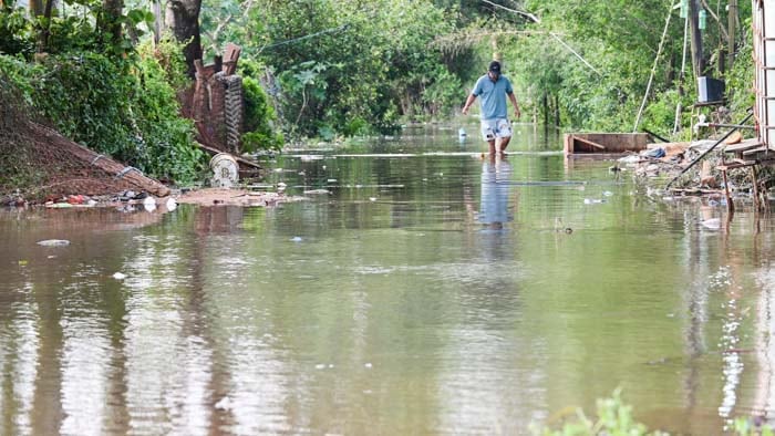 Las inundaciones causadas por El Niño desplazan animales silvestres en el Litoral: qué hacer ante la aparición de serpientes o yacarés