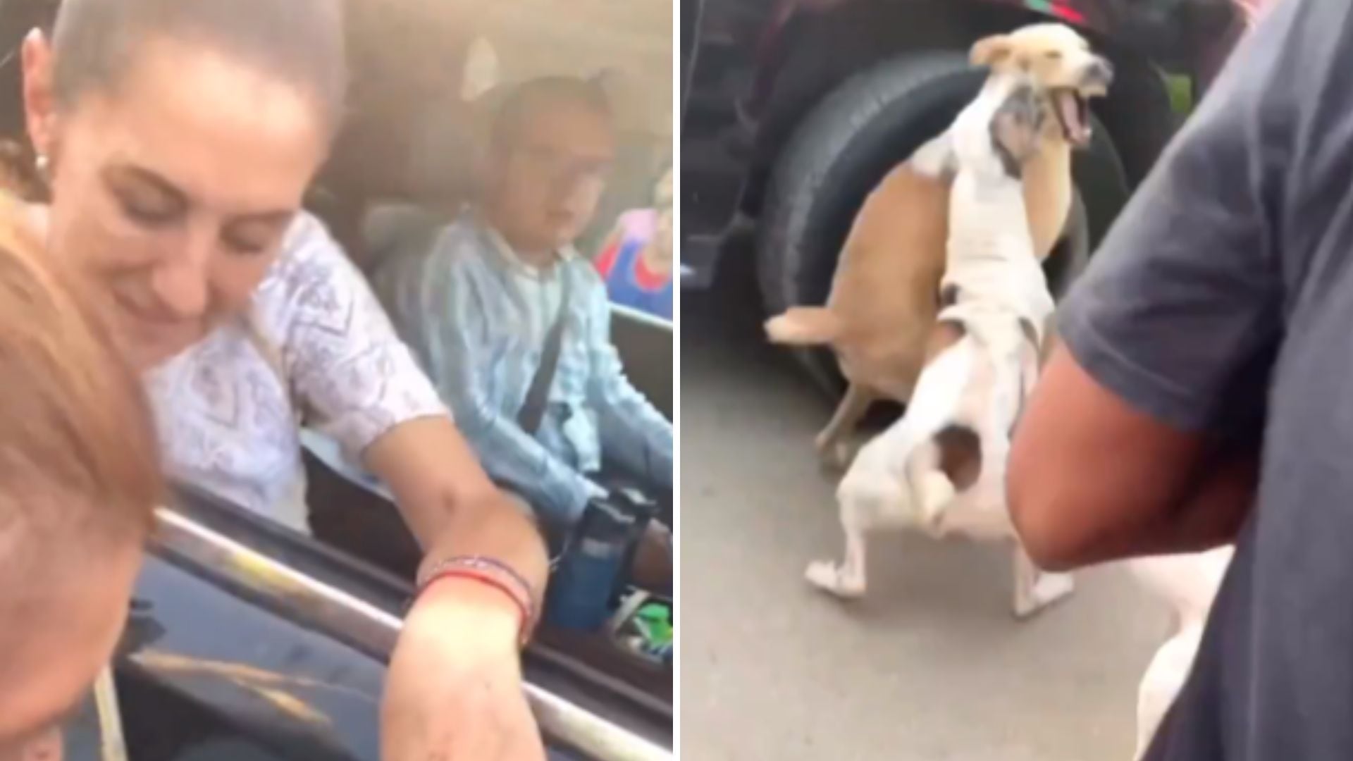Pelea de perros roba reflectores durante visita de Sheinbaum a Acapulco: video se vuelve viral