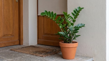 Una planta de hojas verdes en una maceta terracota, un felpudo marrón y una puerta de madera en la entrada de un edificio con una pared clara.