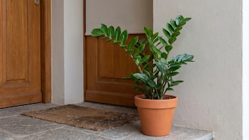Cinco plantas que no necesitan luz y son perfectas para pasillos o habitaciones interiores