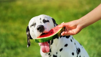 ¿Los perros pueden comer frutas? Veterinario explica cuáles son seguras y cuáles es mejor evitar