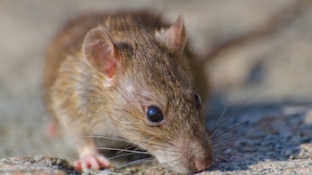 Tres plantas aromáticas para ahuyentar a las ratas del jardín: una solución natural que puede ayudarte a mantenerlas alejadas