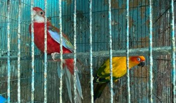 Algunas de las especies se