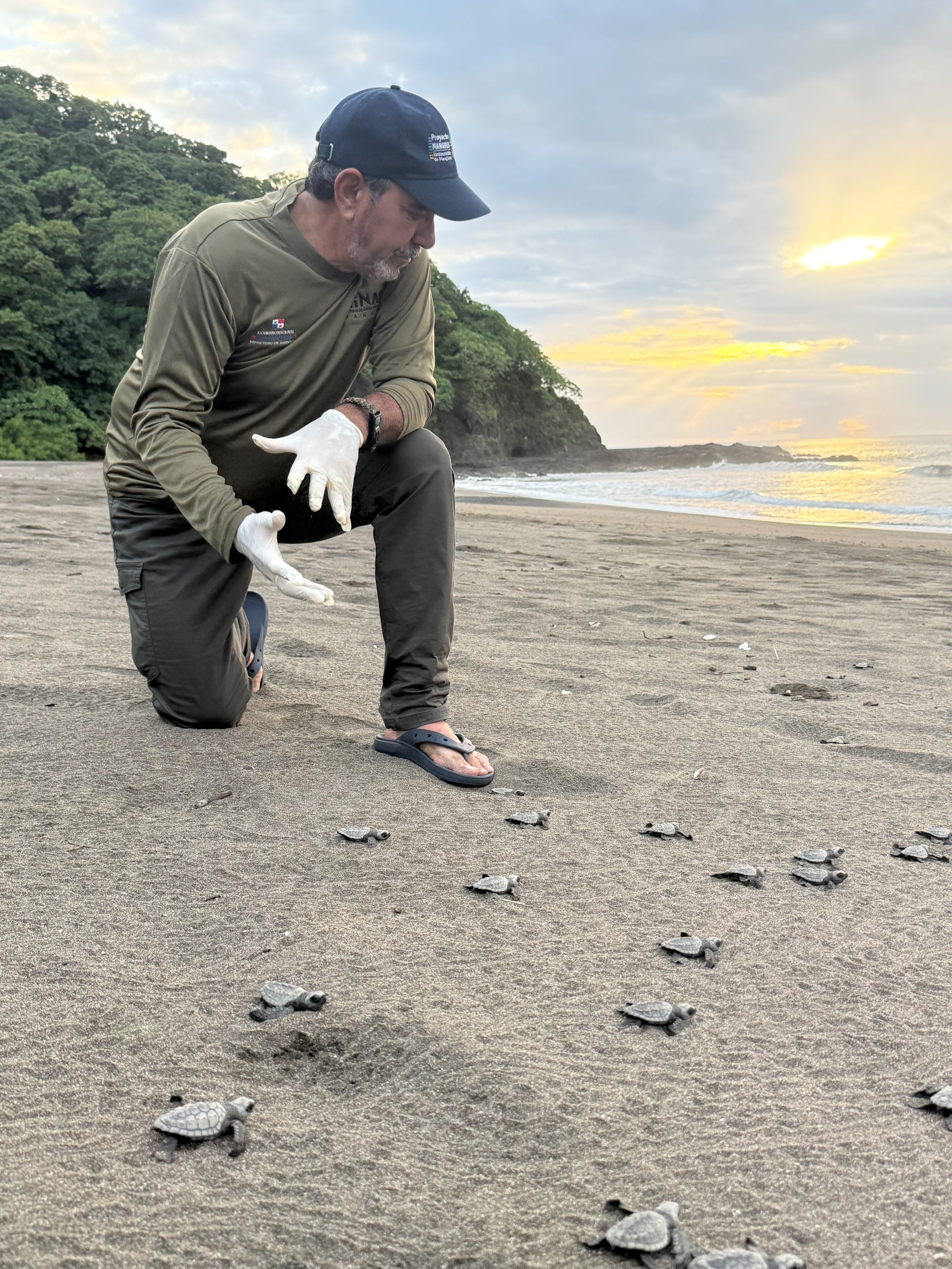 Panamá liberó más de 340 mil tortugas marinas en 2025, con mayor volumen registrado en el litoral Pacífico. Tomada de MiAmbiente