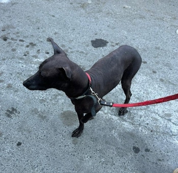 Xoloitzcuintle rescatado en Nuevo León