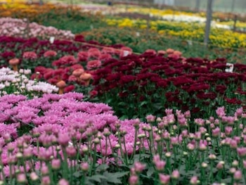 El mejor año de la historia en exportaciones con un aumento cercano al 20% Foto: redagricola.com