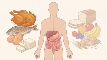 Silueta humana con esófago, estómago e intestinos visibles, flanqueada por pollo asado, pescado, huevos, tofu, pan, frutas y cereales.