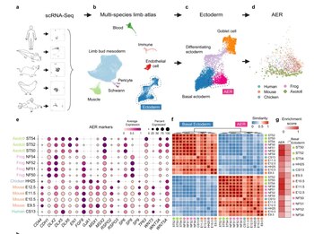 Atlas de extremidades del ajolote