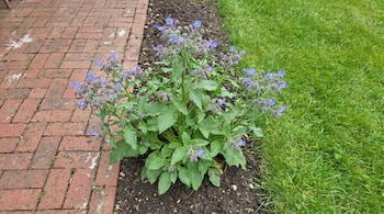 Planta de borraja con flores azules y hojas verdes creciendo en tierra oscura. A la izquierda, un camino de ladrillos rojos; a la derecha, césped verde.