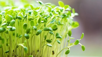 En esta presentación también aportan