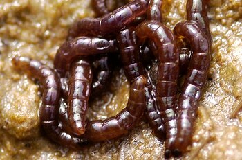 El mosquito antártico es el