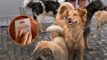 Un jubilado gana 92.000 euros en la lotería y decide donar todo el dinero a un refugio de animales