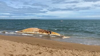 Una ballena muerta apareció en