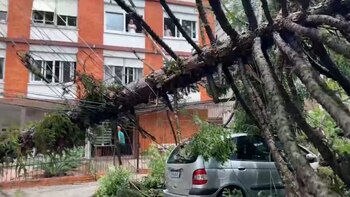 Hubo árboles caídos