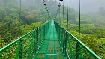 El Bosque Nuboso de Monteverde, un santuario clave de biodiversidad en Costa Rica