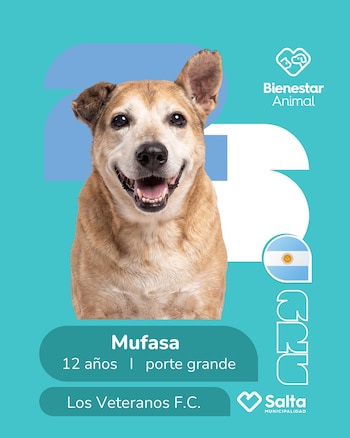 Perros adopción salta