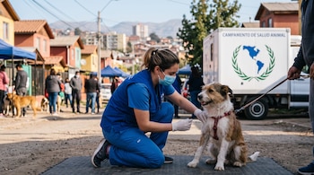 Una veterinaria con uniforme azul administra una inyección a un perro mestizo en una calle junto a una unidad móvil de salud animal.