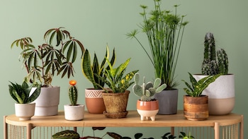 5 plantas de interior que