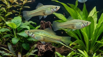 Tres peces verdosos de la especie cola de espada nadan junto a plantas acuáticas de hojas verdes y piezas de madera.