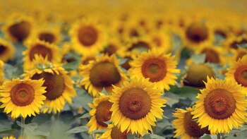 Producción y dólares: el girasol