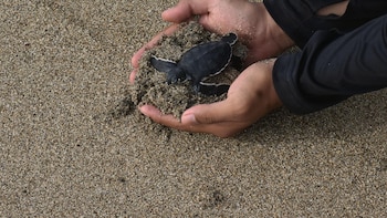 Proteger el 30% del planeta para 2030 es posible, pero la protección de océanos se está quedando atrás, según un informe
