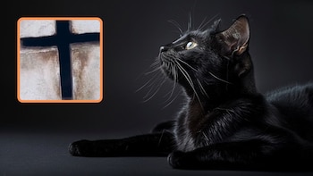 Rescatistas denunciaron el hallazgo de gatos negros en estructura funeraria del Cementerio Central de Bogotá: la comunidad pide investigar si es brujería