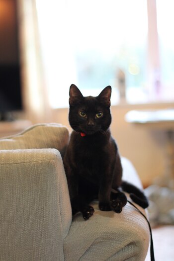 La gata se llama Phoebe