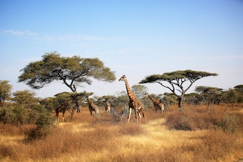Parque Nacional Serengeti, en Tanzania (ShutterStock España)