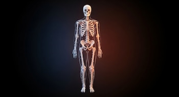 Desde el nacimiento, los huesos