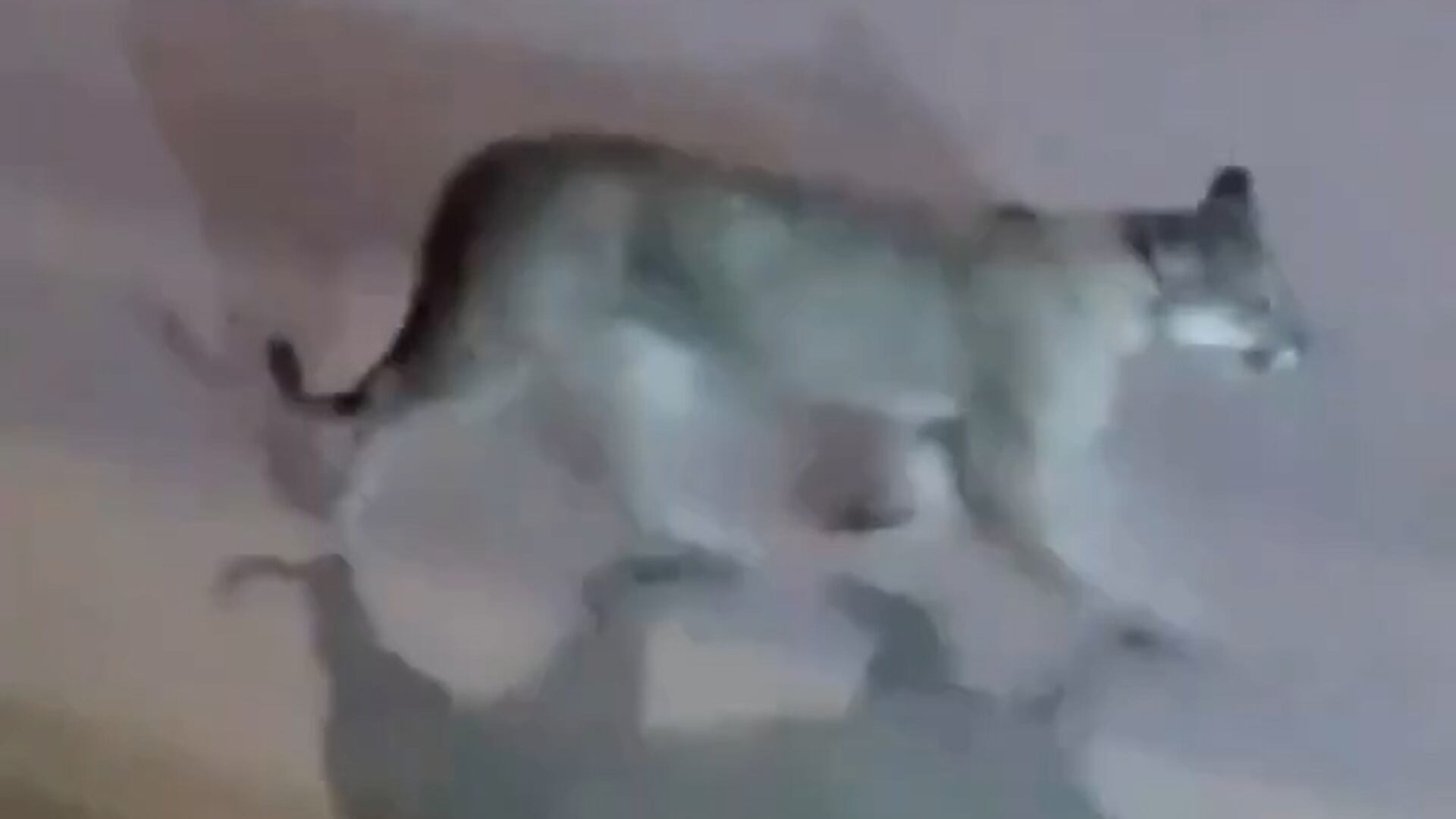 Vecinos expresaron preocupación por el riesgo que representa la presencia de un puma para personas y mascotas en zonas urbanas