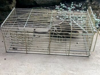 John y un vecino atraparon