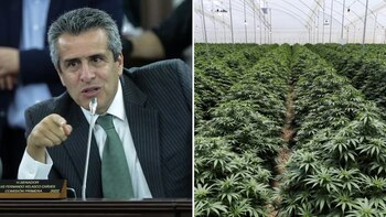 Legalización del cannabis: Luis Fernando