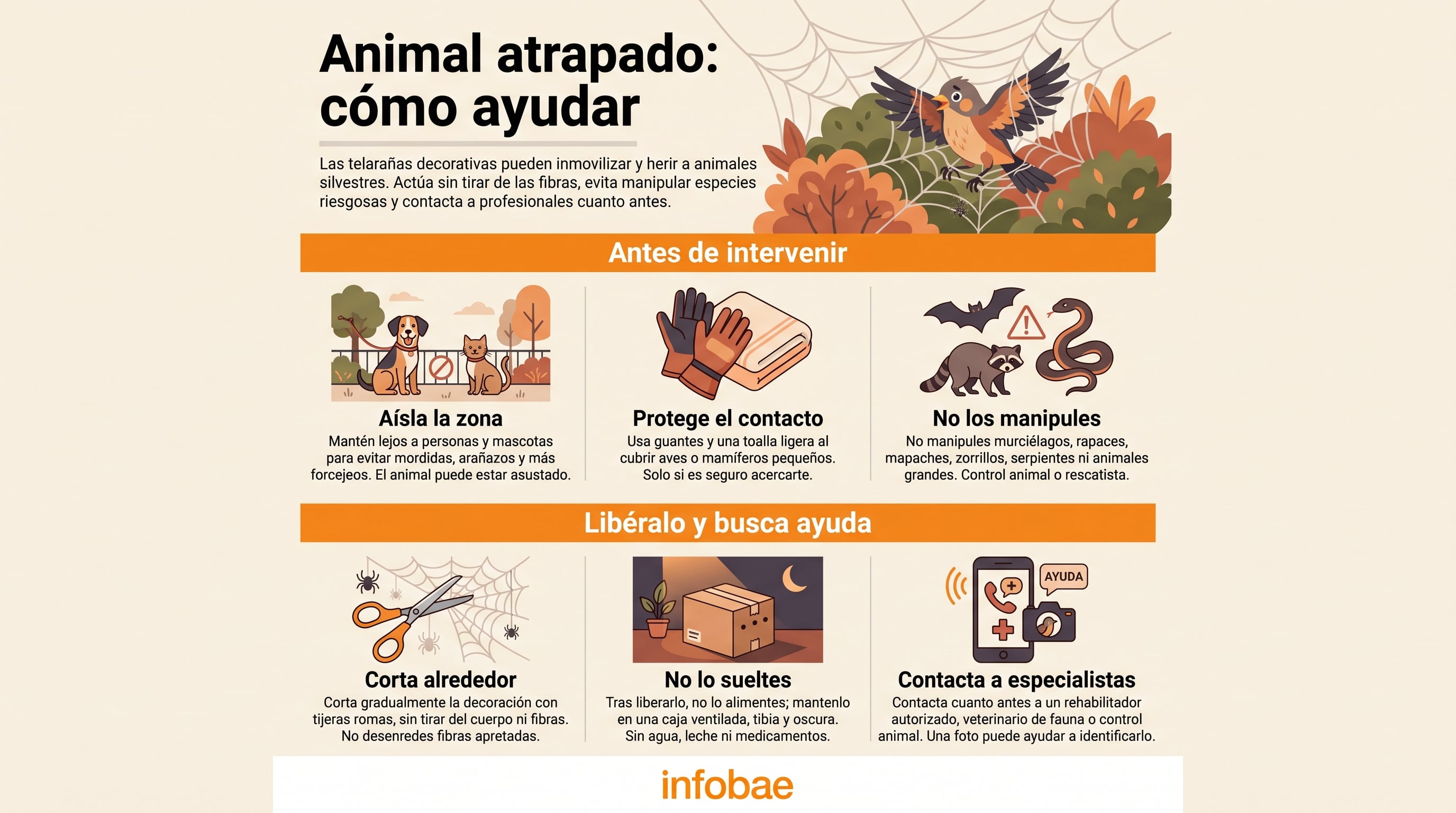 Una guía gráfica de Infobae detalla los pasos para liberar y proteger a animales atrapados en adornos sintéticos de Halloween. (Imagen Ilustrativa Infobae)